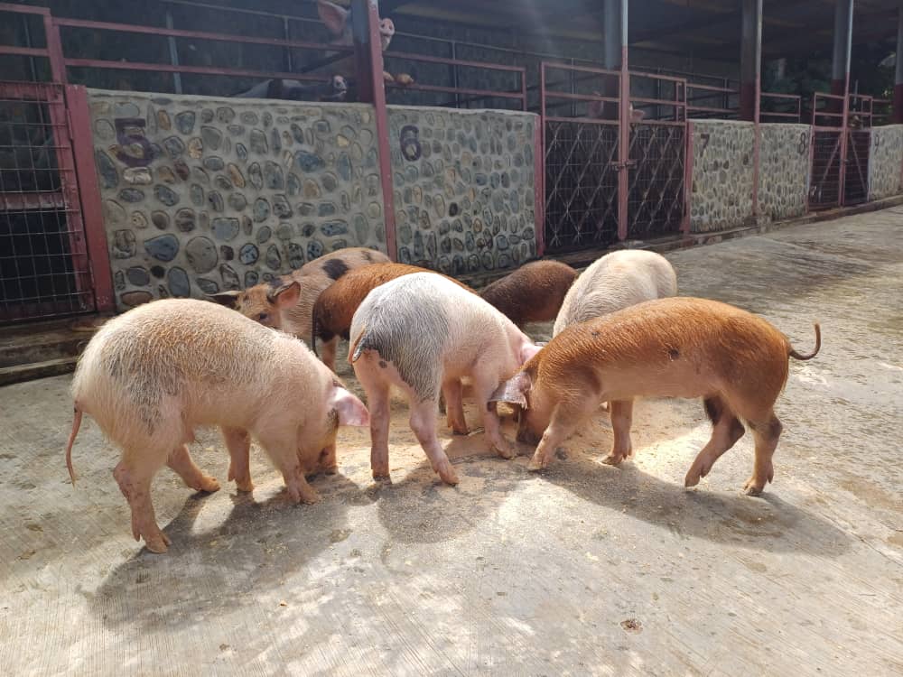 AT Projects Piggery in Goroka-8 Quality pigs in Goroka