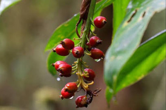 Guest House Accommodation in Goroka PNG